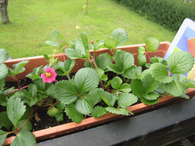 Erdbeeren